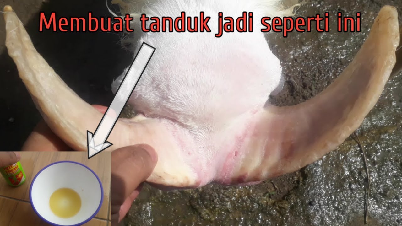 Cara atau trik pemeliharaan tanduk petetan Domba agar subur dan cepat tumbuh