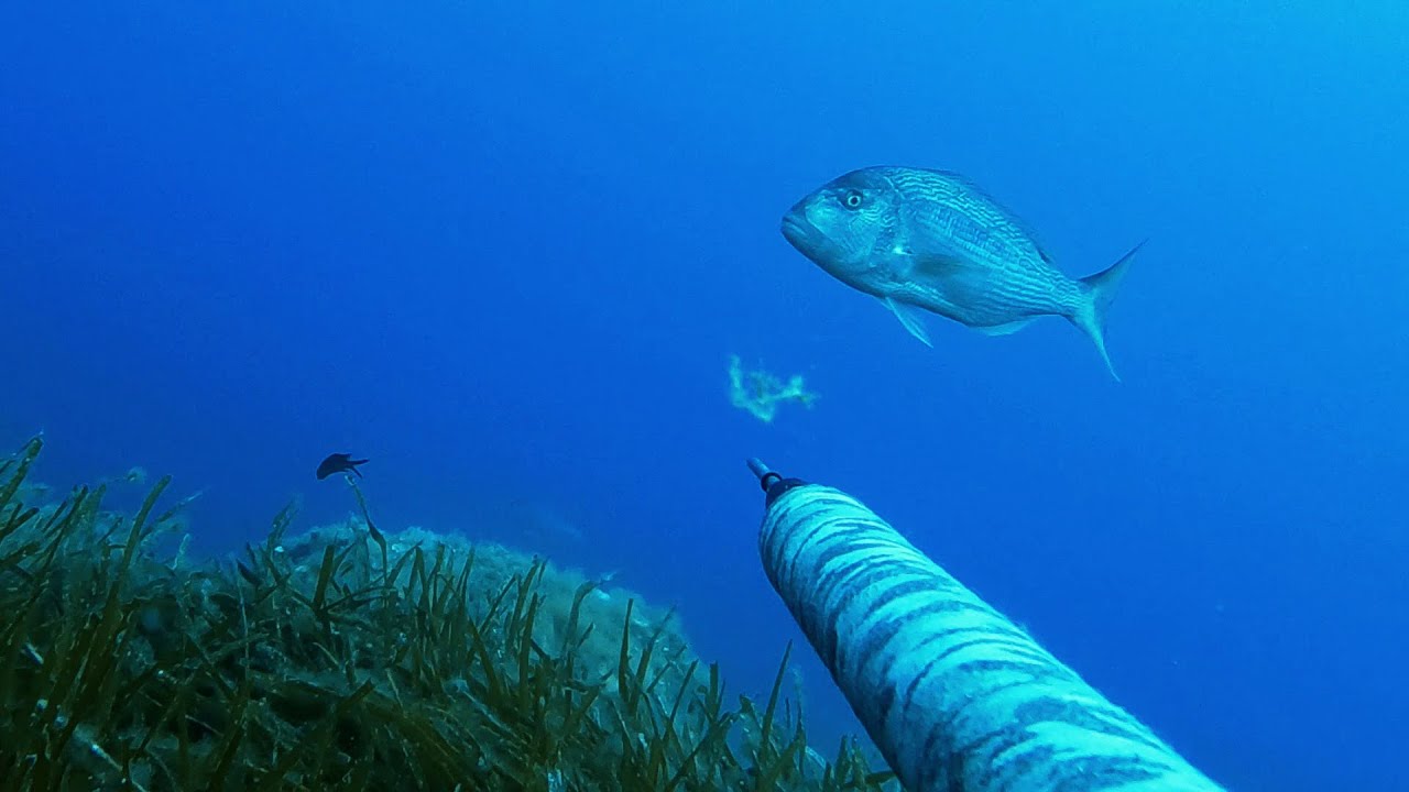 Closer to fish/Incontri ravvicinati con pesci del III tipo