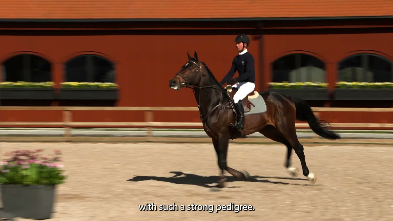 Enelzkey SR 1409 stallion show 2021