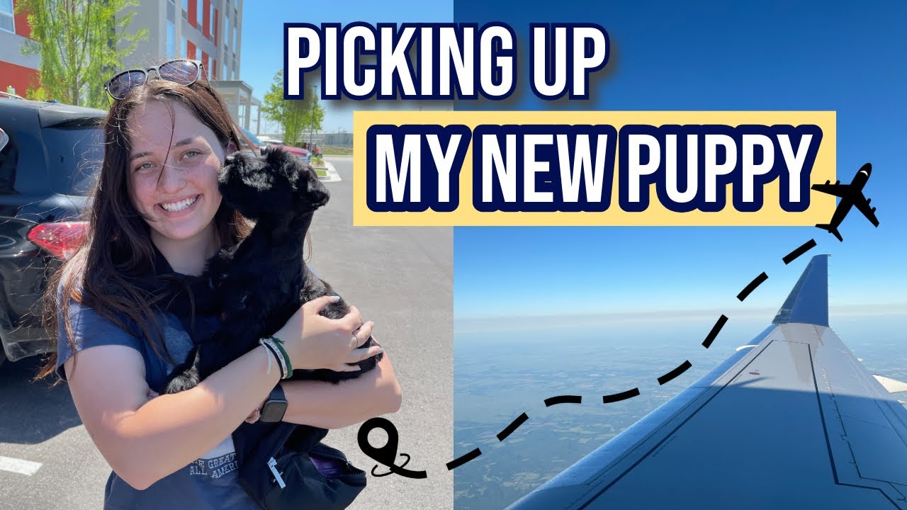 Flying Down to Pick Up My New Giant Schnauzer Puppy! 2024