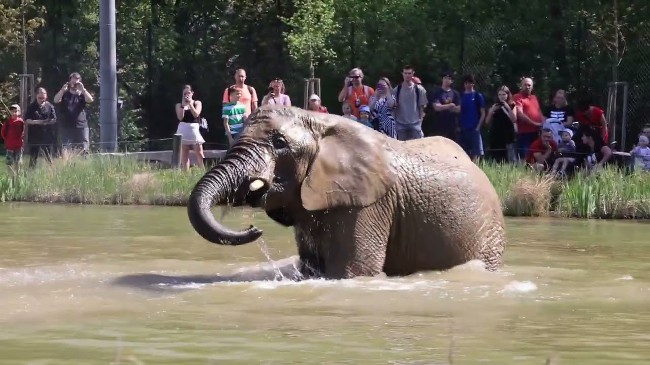 Karibuni - zoo Zlín