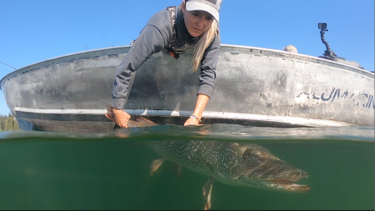 Walleye and Pike Fishing In The Northwest Territories At Blachford Lake Lodge