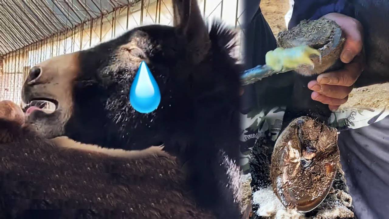 Free rescue of forgotten donkeys丨ASMR丨Donkey hoof cutting sound