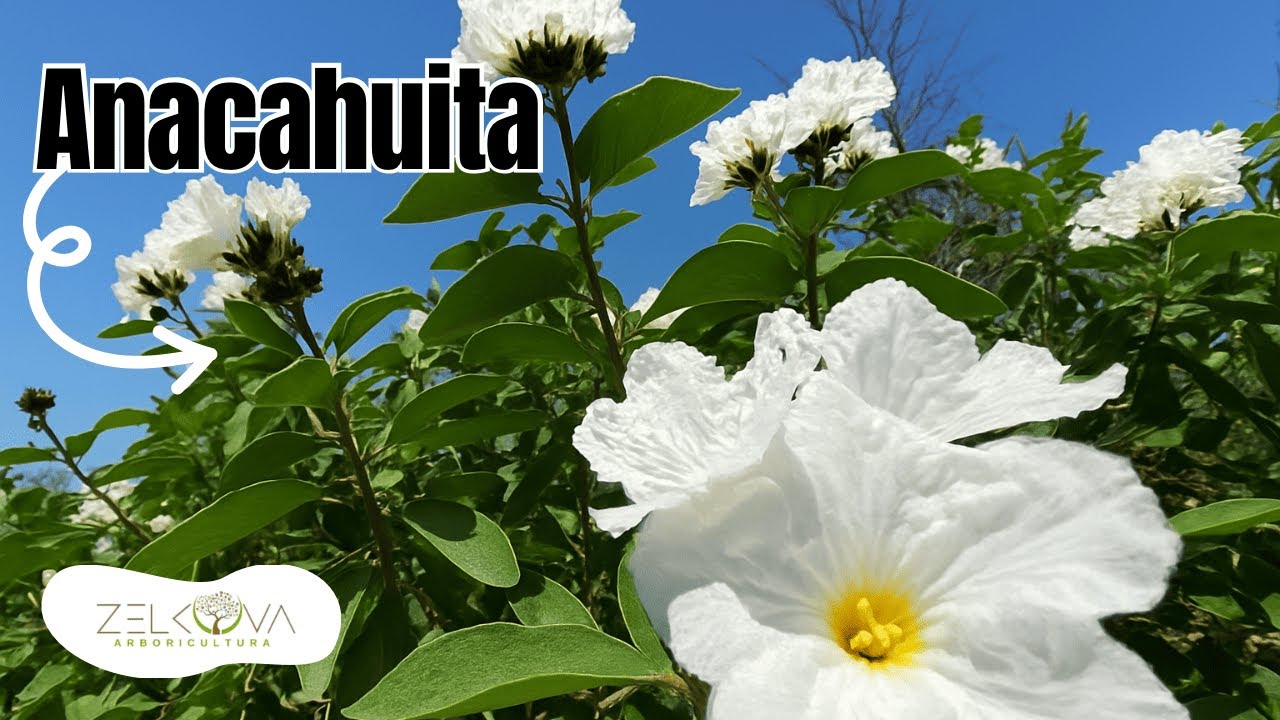 Anacahuita - El Árbol Orgullo del Norte de México