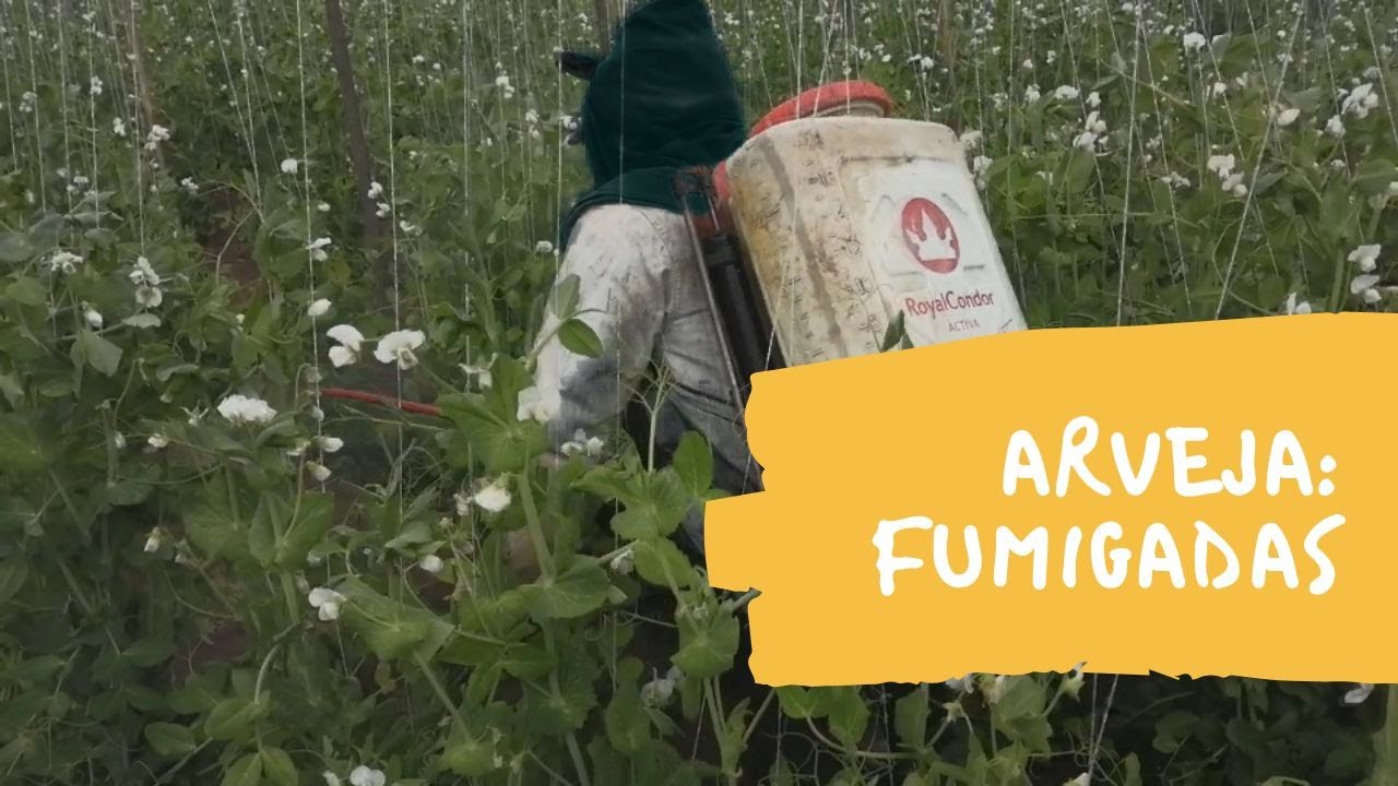 fumigadas arveja