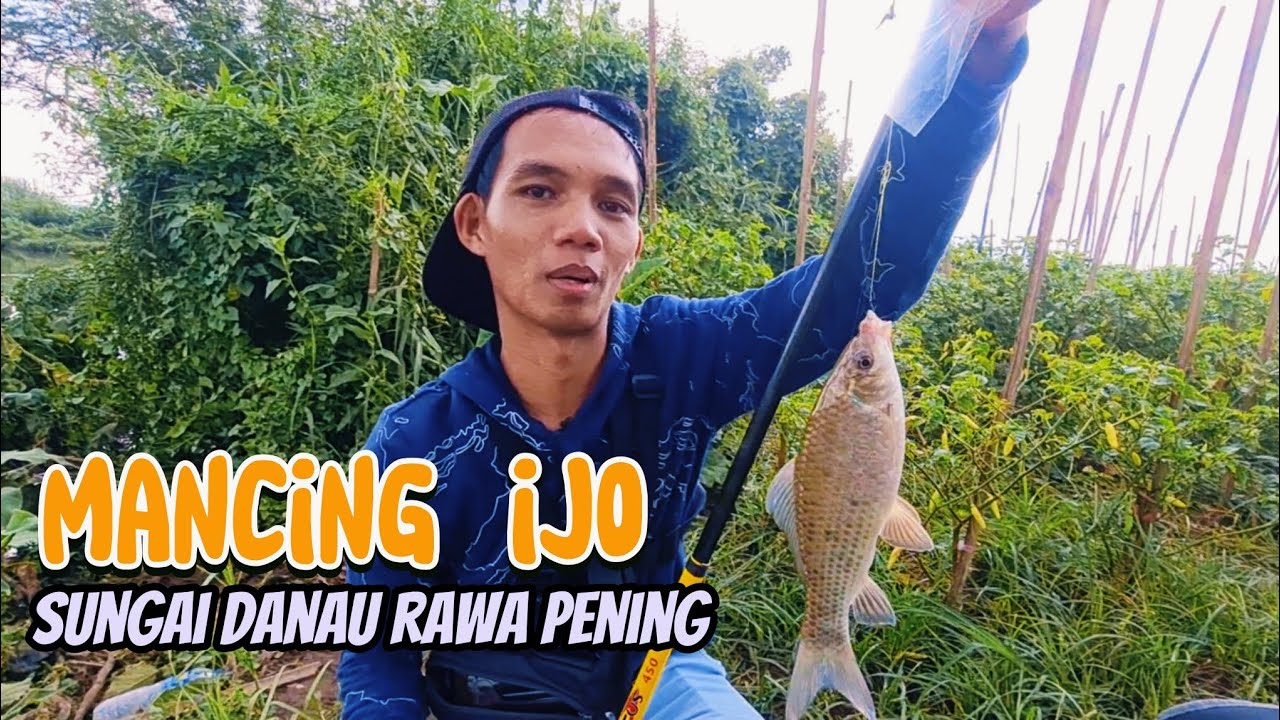 Wader ijo Rawa Pening,belom puas gara gara nembe mulai wes diburu ujan