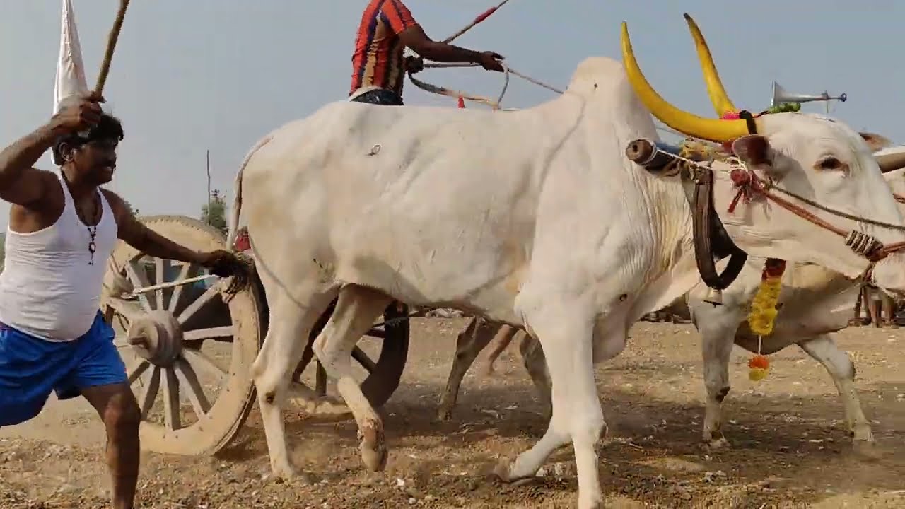 మాచపురం గ్రామం||గిరక బండి పందెం|| 11వ జత 25- 12-2025💥💥