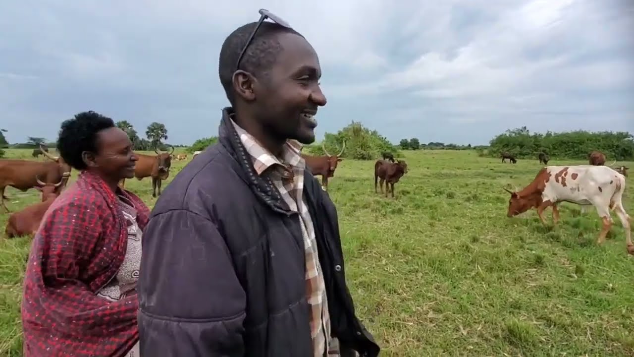 “How He Started a Profitable Cattle Farm in Uganda With Little Capital!”