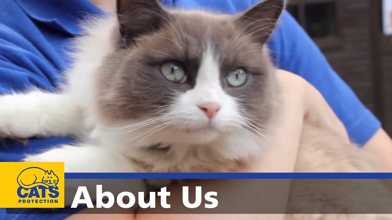 About Cats Protection