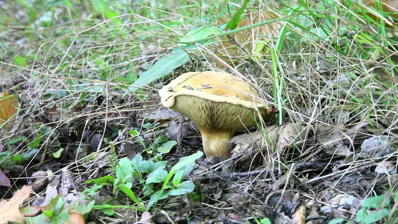 Herkennen Paddenstoelen