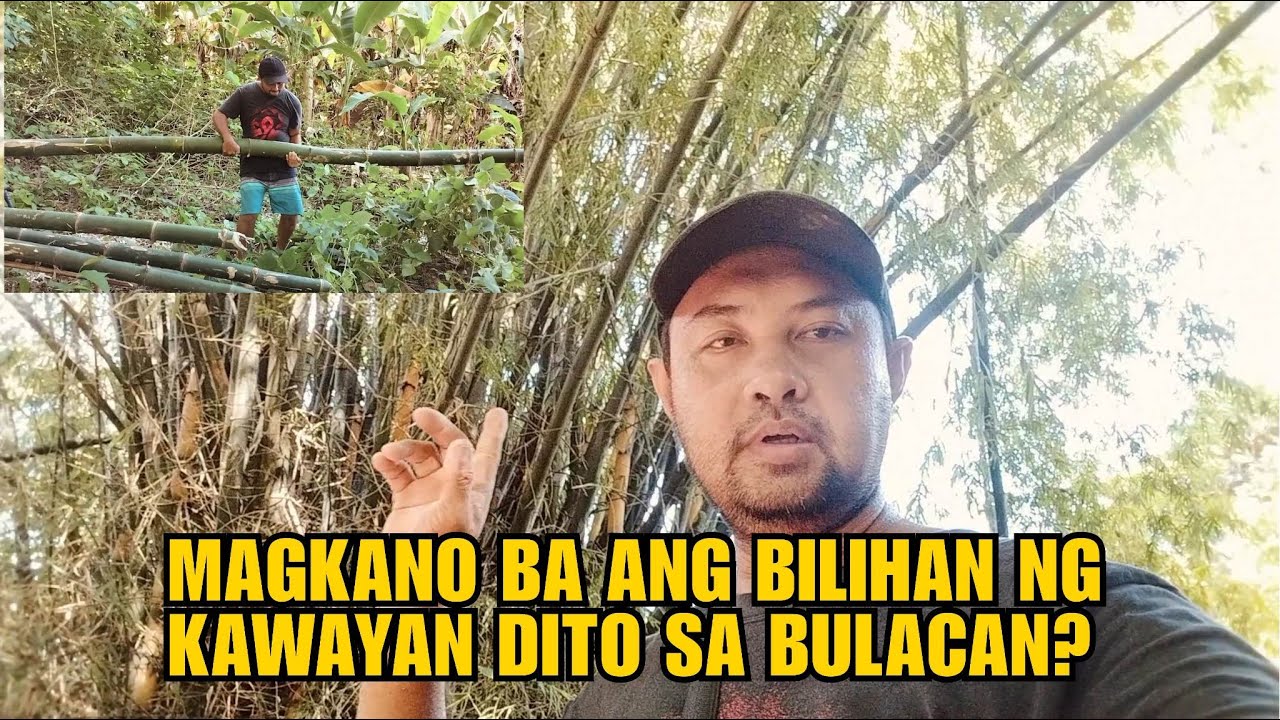 MAGKANO BA ANG BILIHAN NG KAWAYAN DITO SA BULACAN?