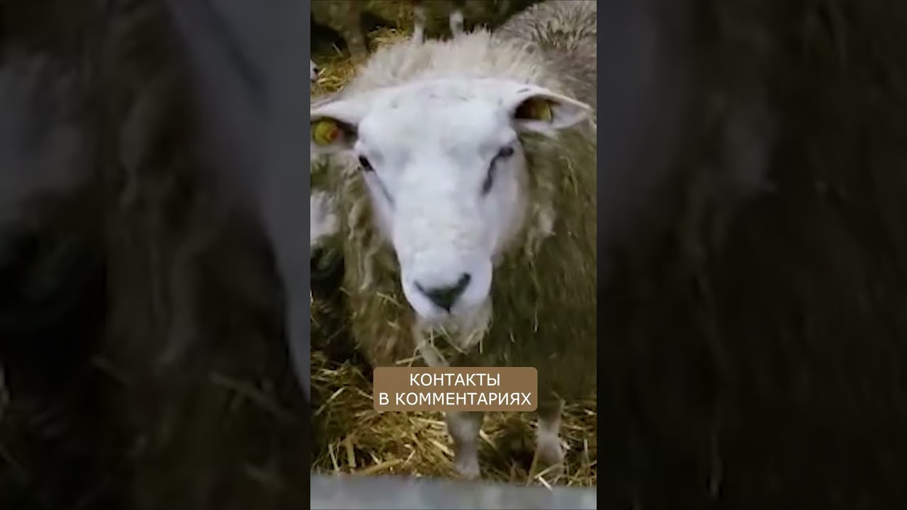 Овцы ТЕКСЕЛЬ I Доступны для заказа