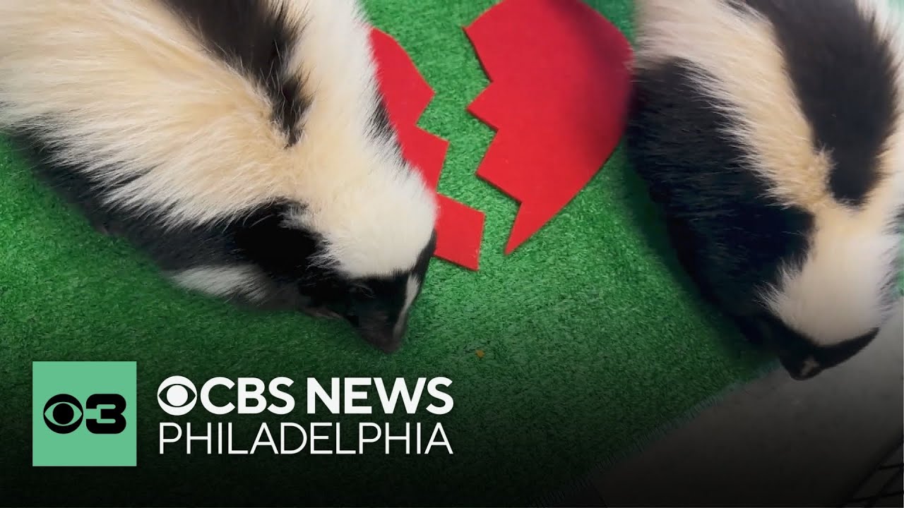 Breakup got you down this Valentine's Day? Name a roach after your ex and feed it to a skunk