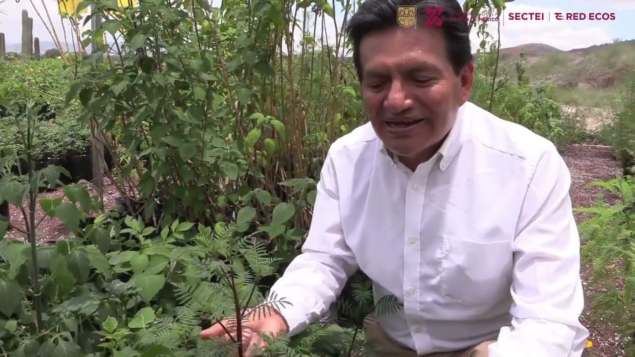 Plantas Nativas del Valle de México