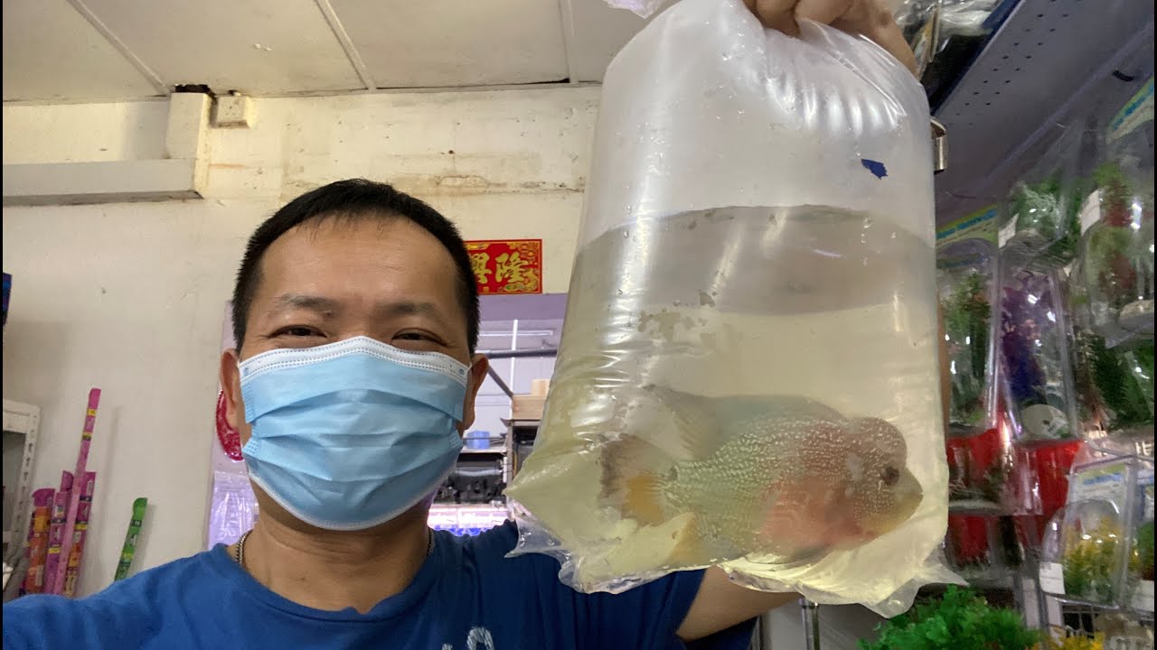 LIOW VIDEO: Bought Flowerhorn At THAT AQUARIUM 买罗汉鱼