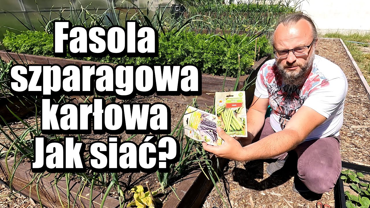 Fasola szparagowa karłowa. Jak siać?