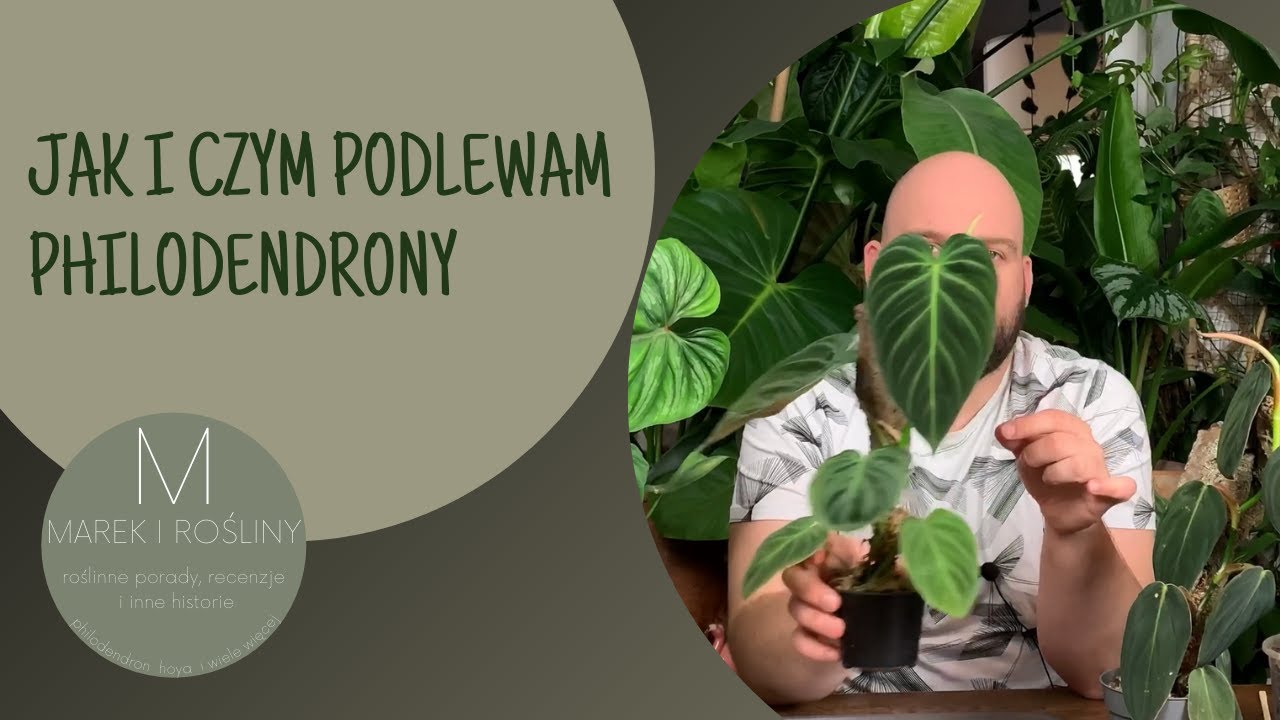Jak i czym podlewam filodendrony