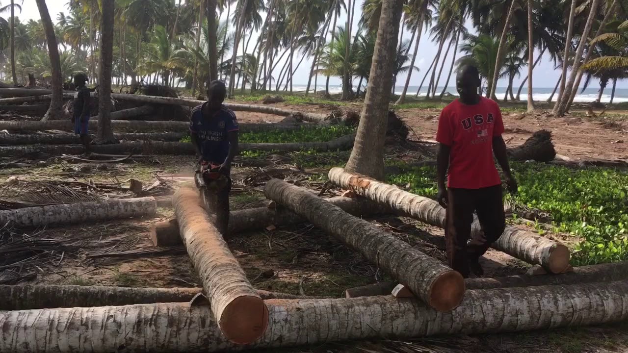 La Cocoteraie #1
