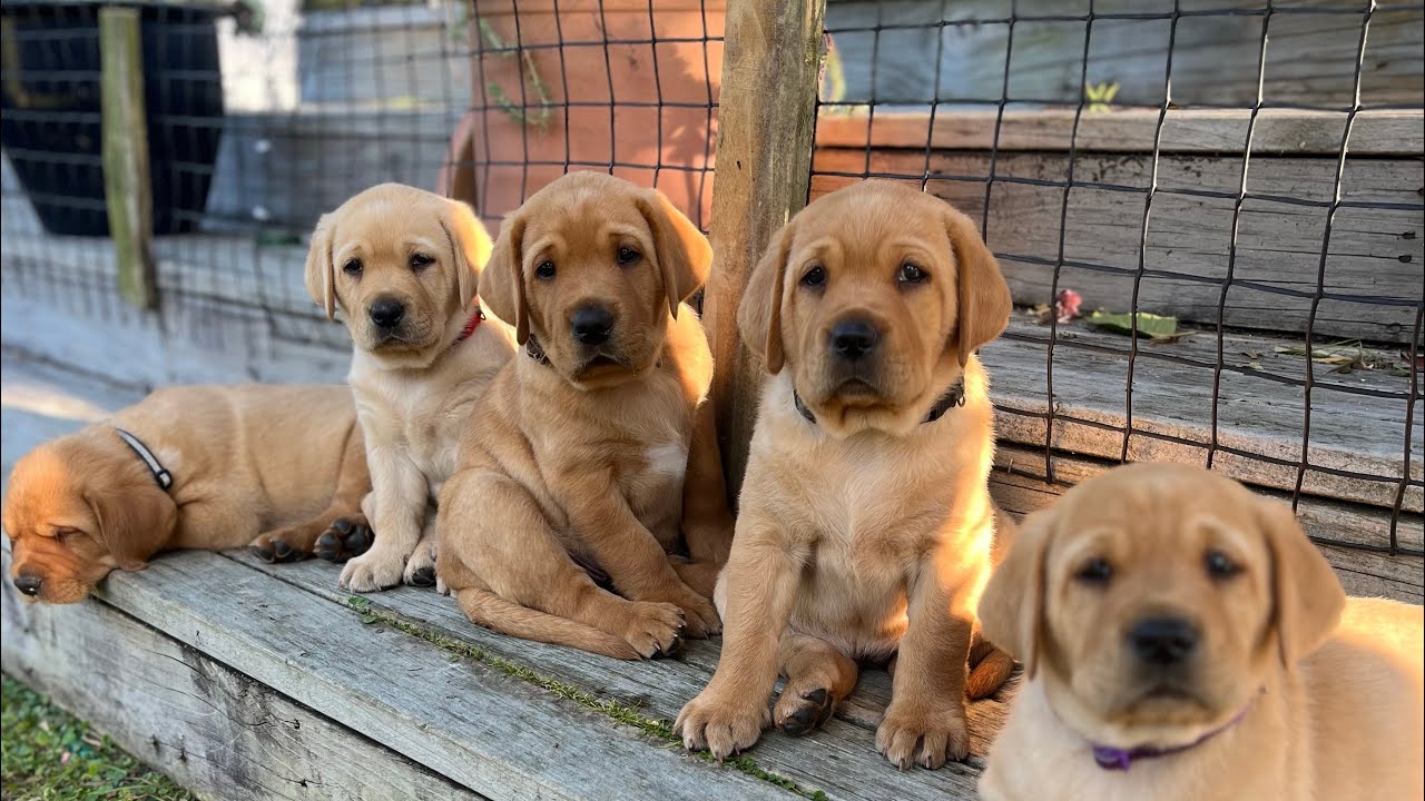 Sassy Labs last few days. (Rascals)