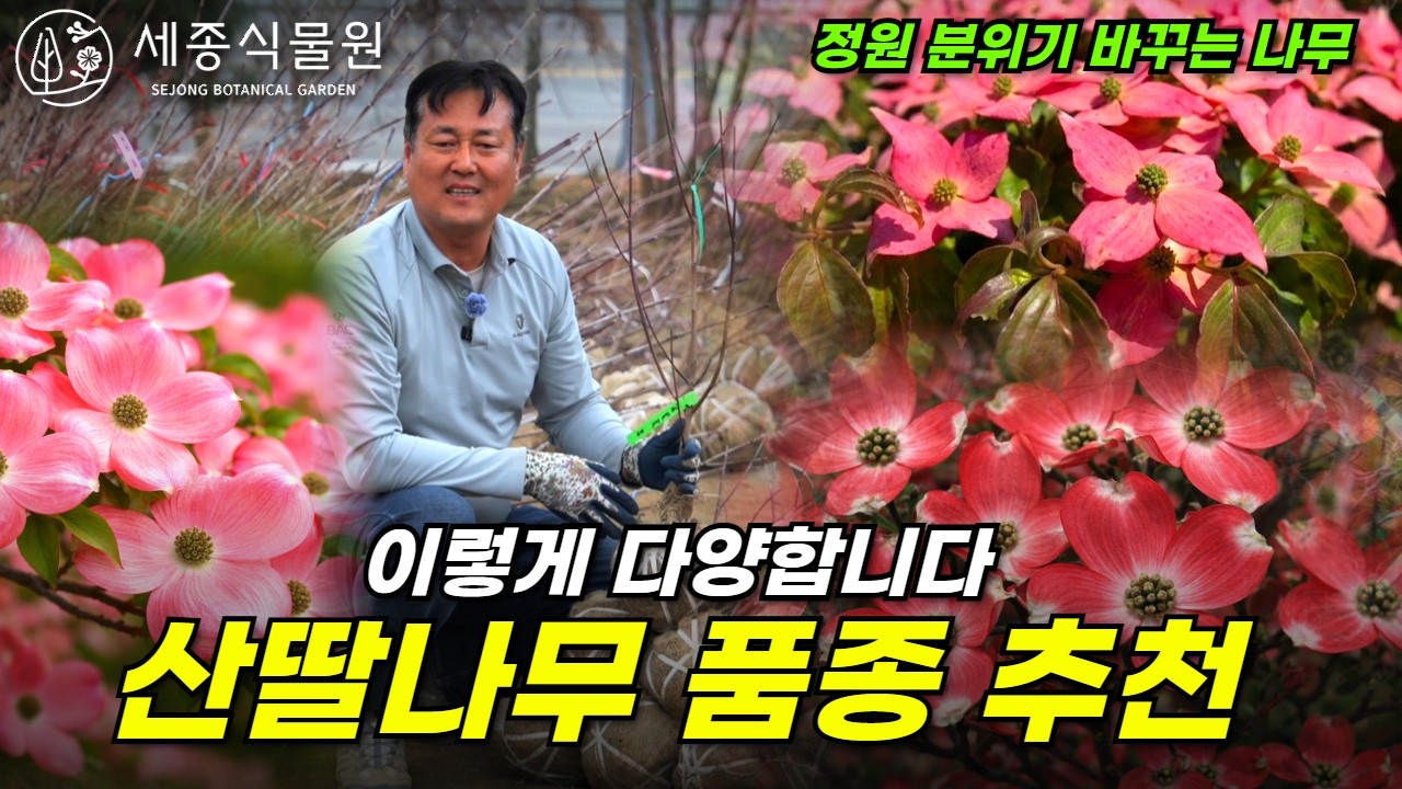 정원 분위기 확 바꾸는 나무? 봄 정원에 심기 좋은 산딸나무 품종 모음