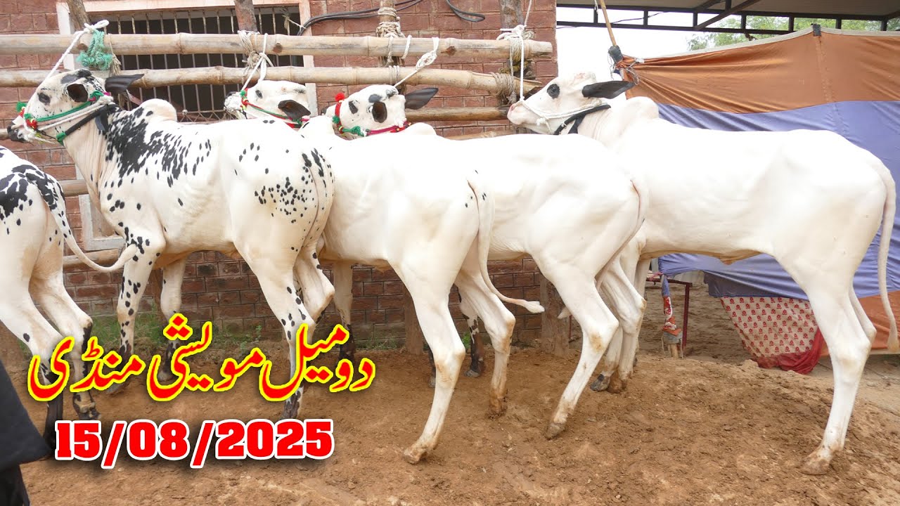 Today Domail Mandi Fatehjang Rate&rsquo;s update15Aug2025-Part01Sunny Video Fateh Jang Cow Mandi 2025