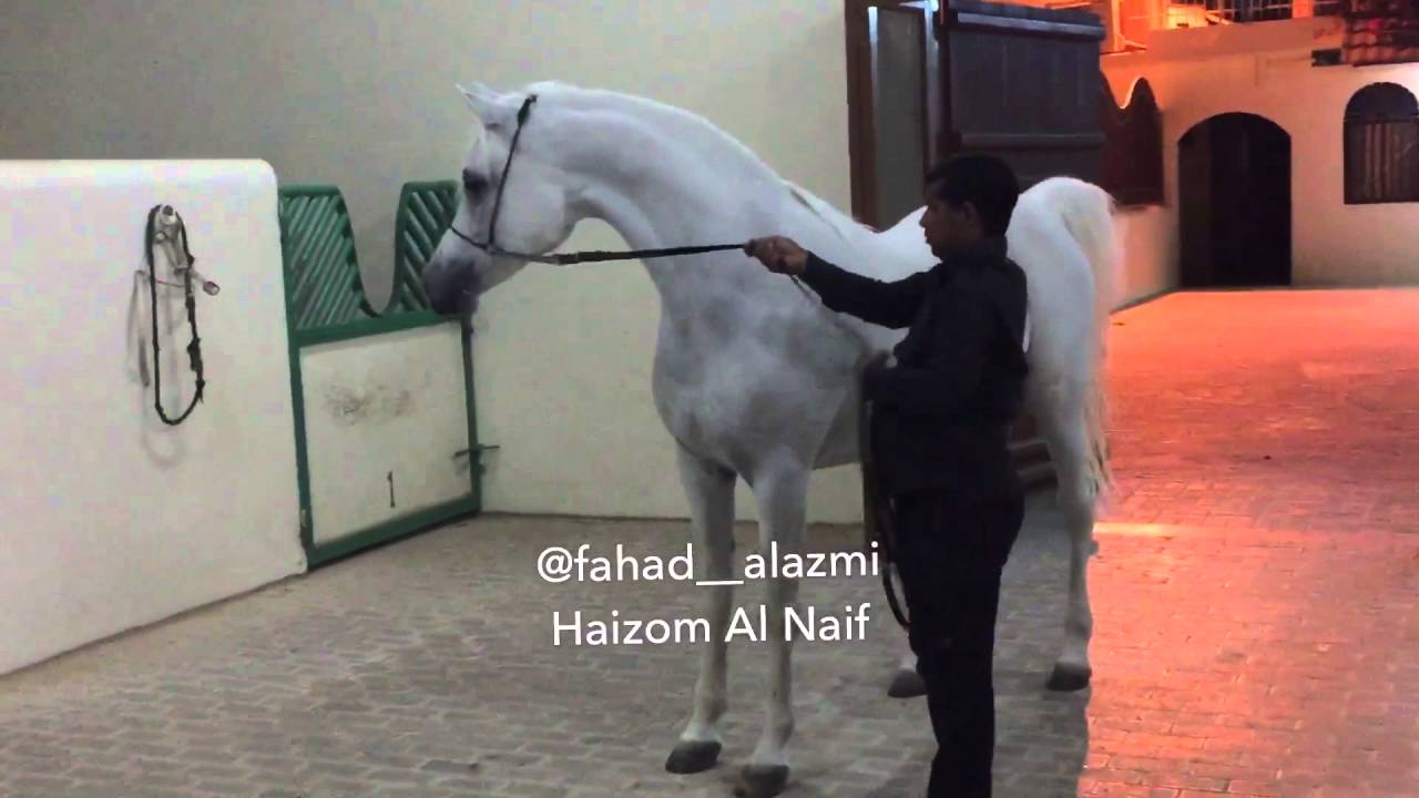 Haizom Al Naif ... 2005 { Ansata Shalim # Al Johara by Prince Fa Moniet } taken by @fahad__alazmi