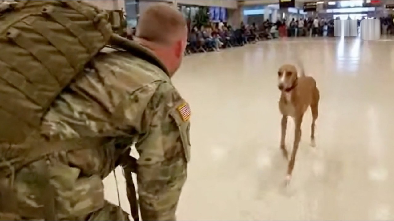 What happens when a dog sees its dad come home?