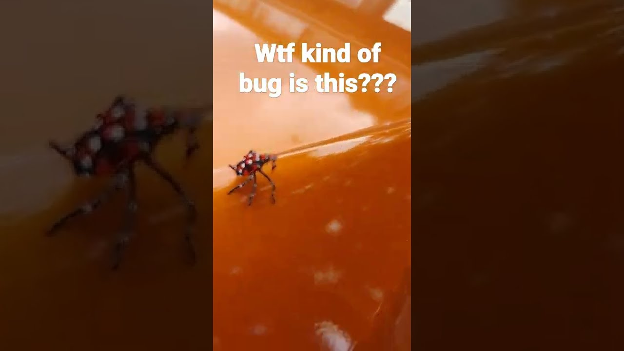 LadyBug COPYCAT  #bug #buggingout #bug #insects #bugs #wow #wtf #omg