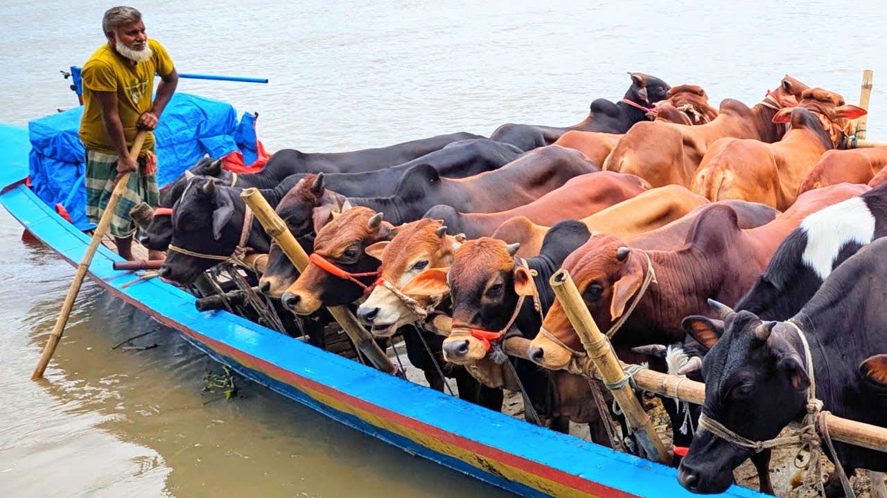 cow unloading, cow videos, cow video, animal, big cow, goru hamba cow, Ep-01