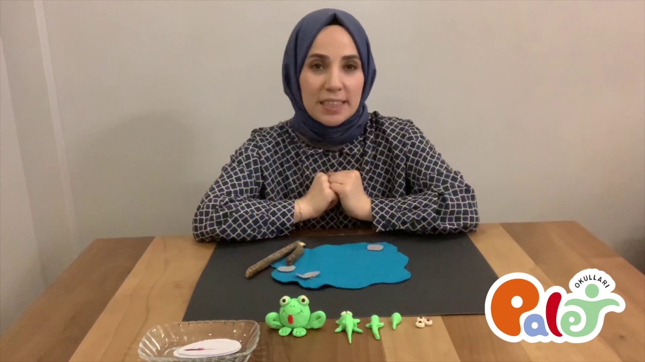 Toddler - Merve Öğretmen - Kurbağanın Yaşam Döngüsü