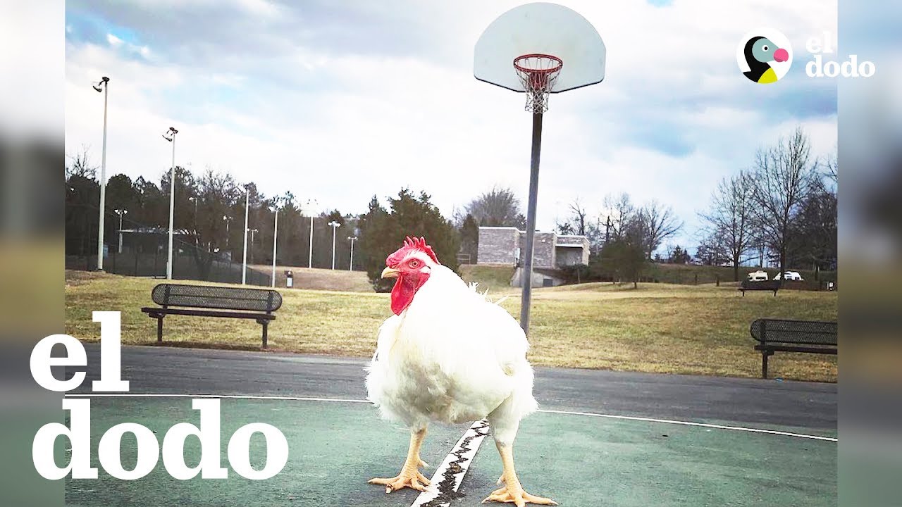 Este gallo es el rey de la casa