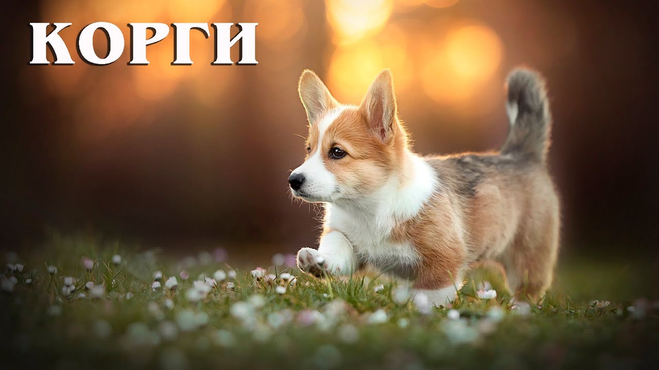 Корги: Умный Пастух и Верный Помощник | Интересные факты про корги