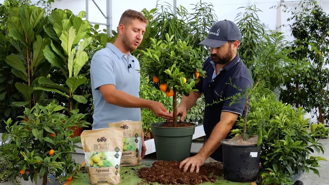 5 trucchi per rinvasare correttamente le piante di agrumi!