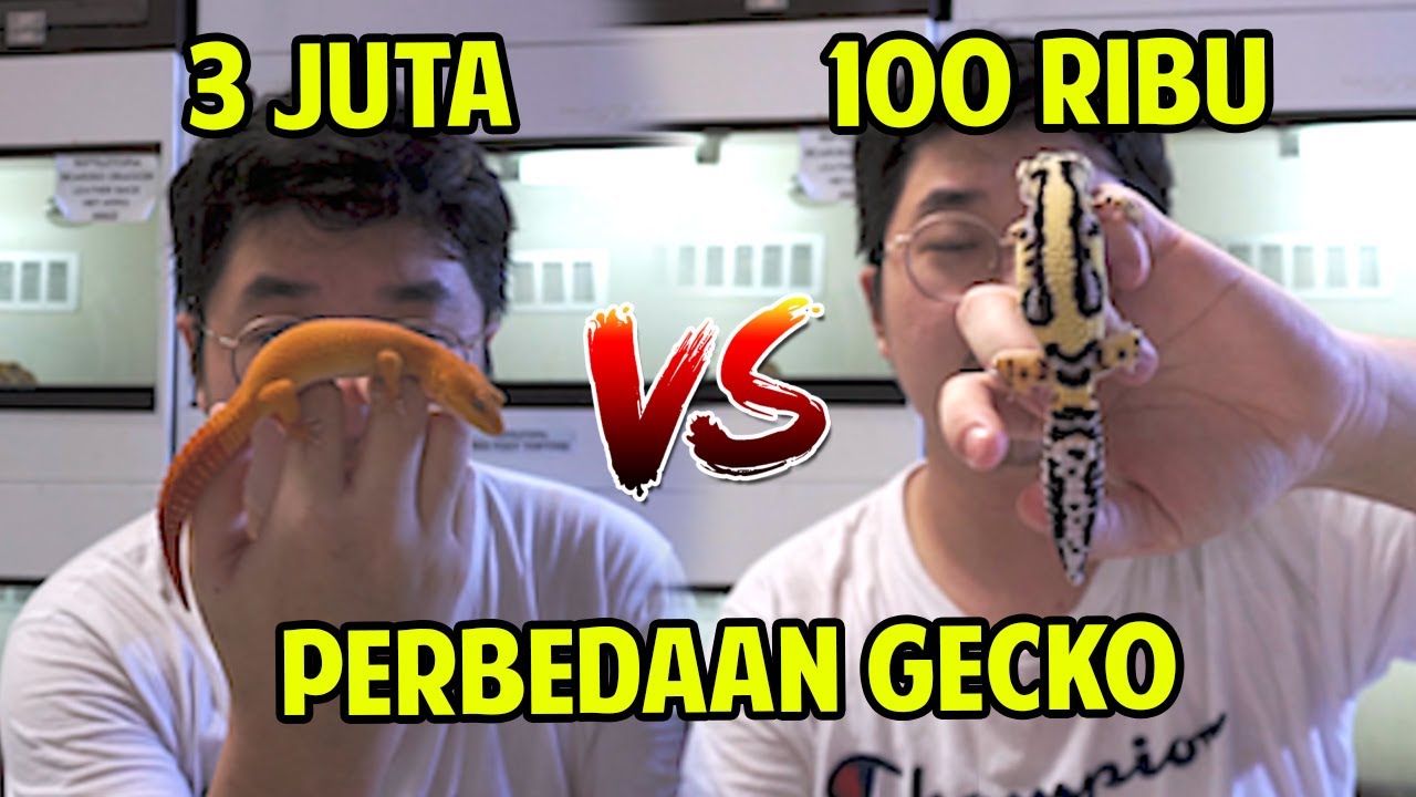 LEOPARD GECKO 100 RIBU VS 3 JUTA !! APA BEDANYA
