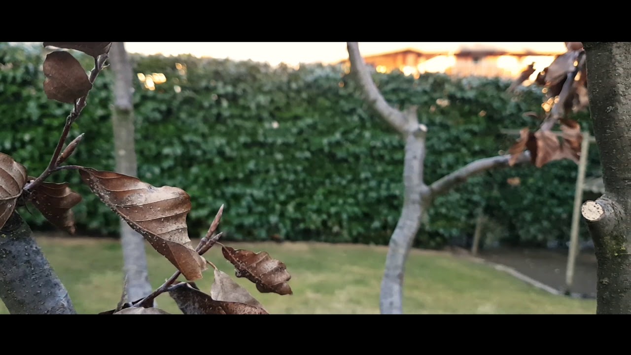 Test Manfrotto 290 light testa fluida sample
