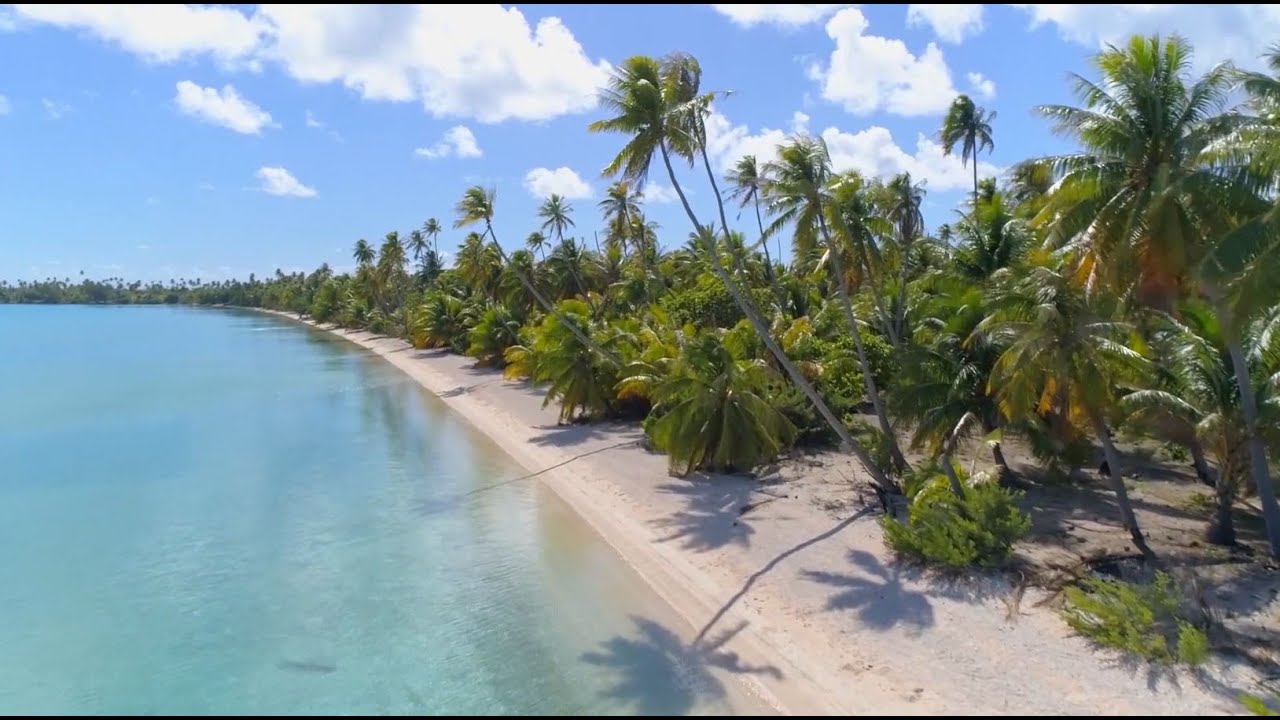 Ça pousse au fenua, le DOC: le coco, l'or blanc de Polynésie