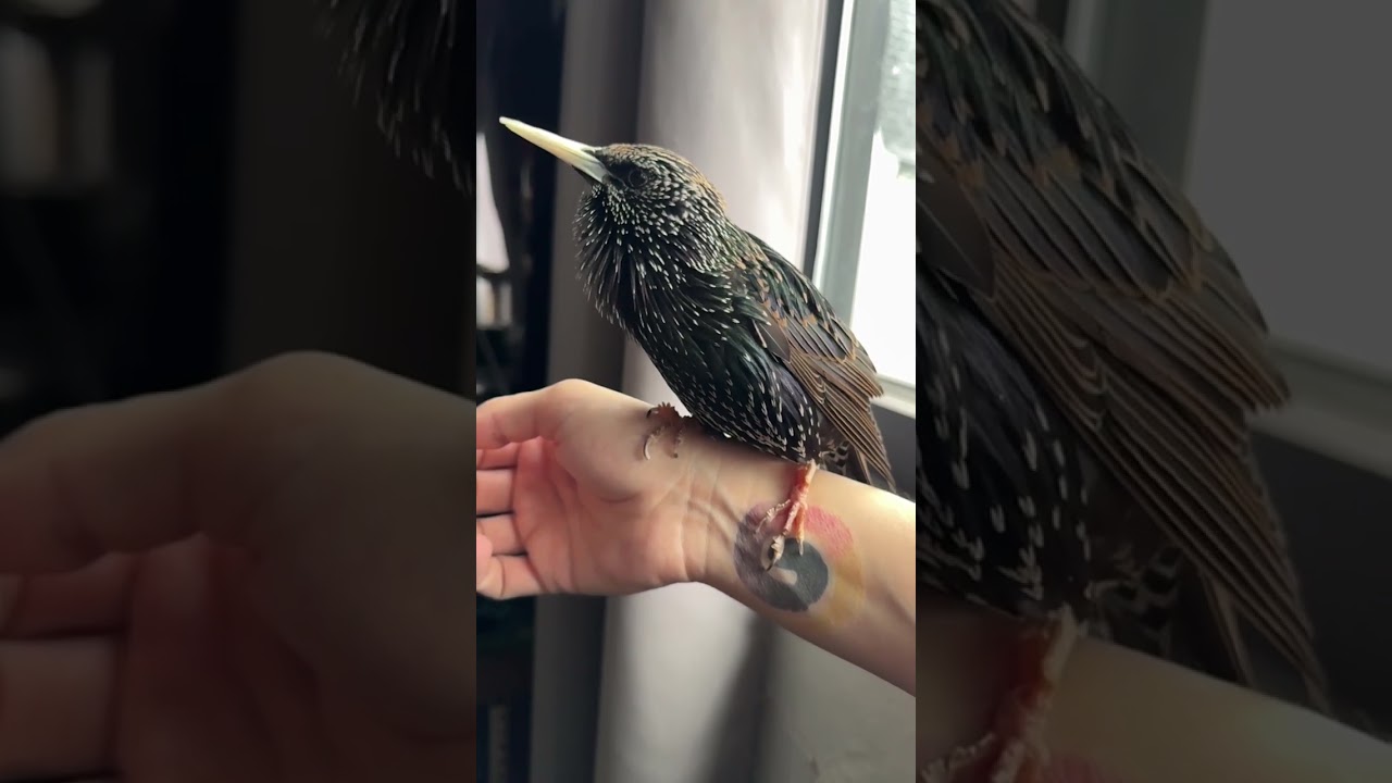Starling Song in Slow Motion 