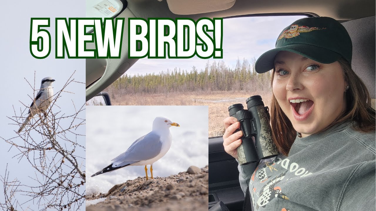Birding with a Goal: Identify a Gull! + Some Unexpected Finds