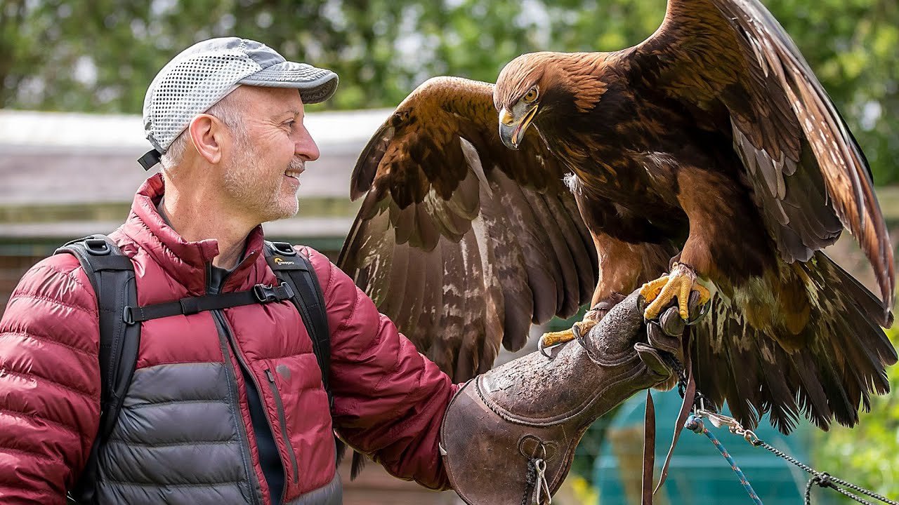 Animal Magic Wildlife Displays, Kilmallock, Ireland