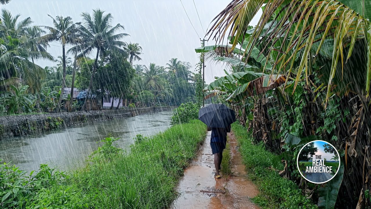 Tropical rain with a relaxing ambience | walking tour I Kerala village
