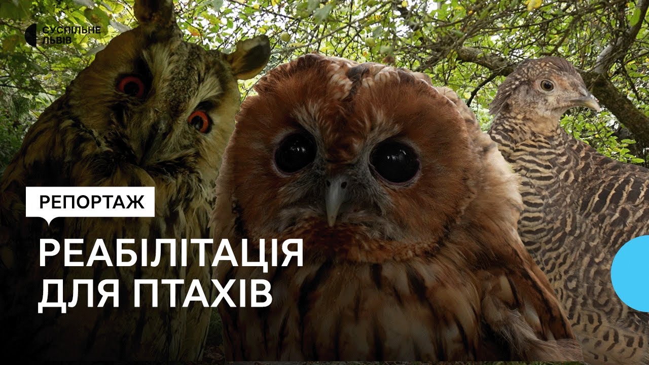 «Вони як люди»: історія орнітолога, який 28 років допомагає птахам