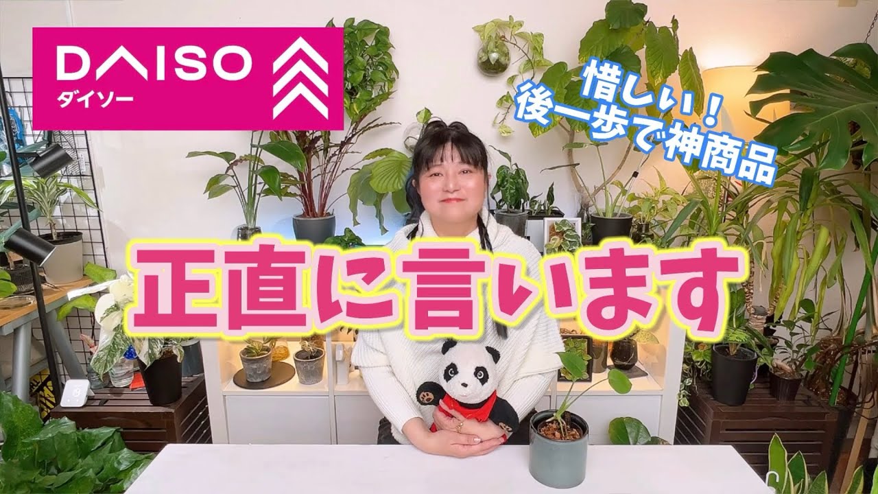 ダイソー愛があるから言わせて！・・・とモンステラ実生の成長の違い比較 #daiso #モンステラ #鉢カバー