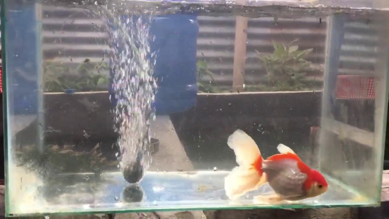 SHOW GRADE ORANDA || IMPORTED LINE FROM THAILAND