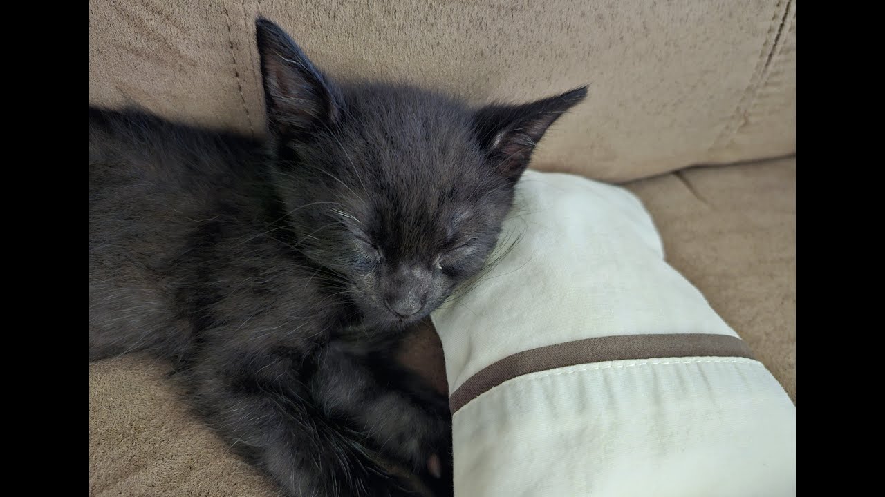 sleep time #blackcat #fosterkitten (relaxing purr start at 00:32)