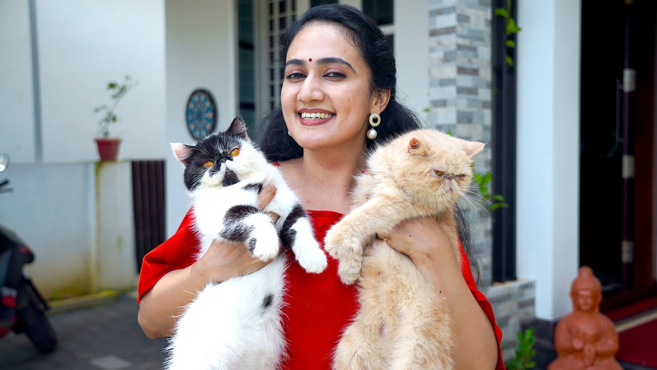 ആരും കാണാൻ കൊതിക്കുന്ന ക്യാറ്റുകളുടെ ലോകം | Cat Vlog Malayalam