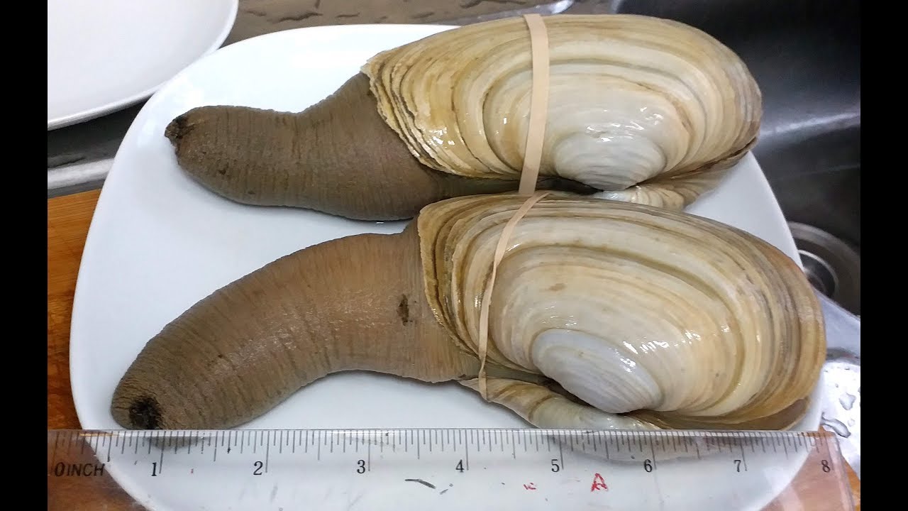 象拔蚌打邊爐 / 自己劏 / $250蚊兩隻 / 個膽可吃嗎? Boiled Geoducks  【20無限】