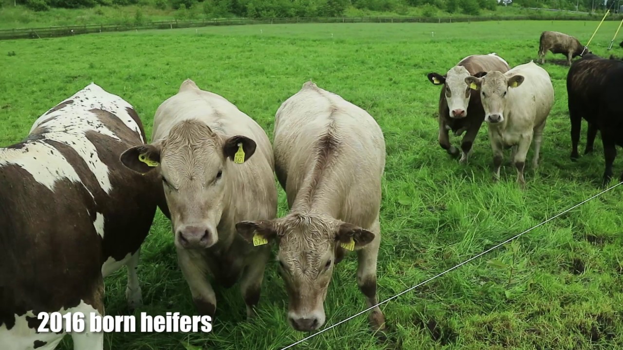 Newford farm update: good breeding performance