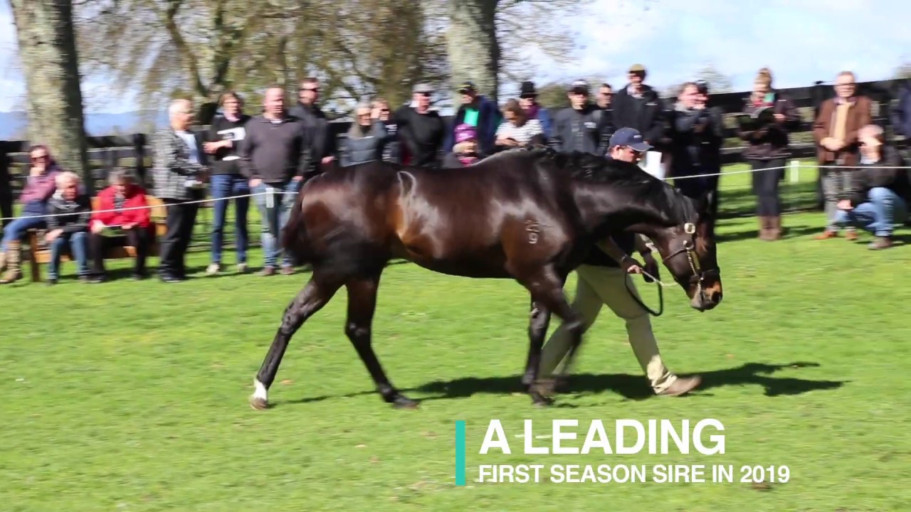Rich Hill Stud - 2019 Stallion Parade