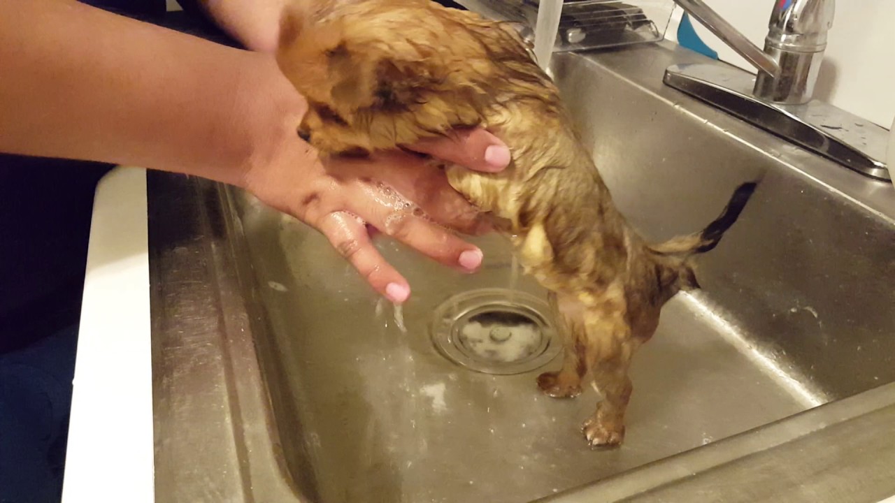 Pomeranian Puppy First Bath