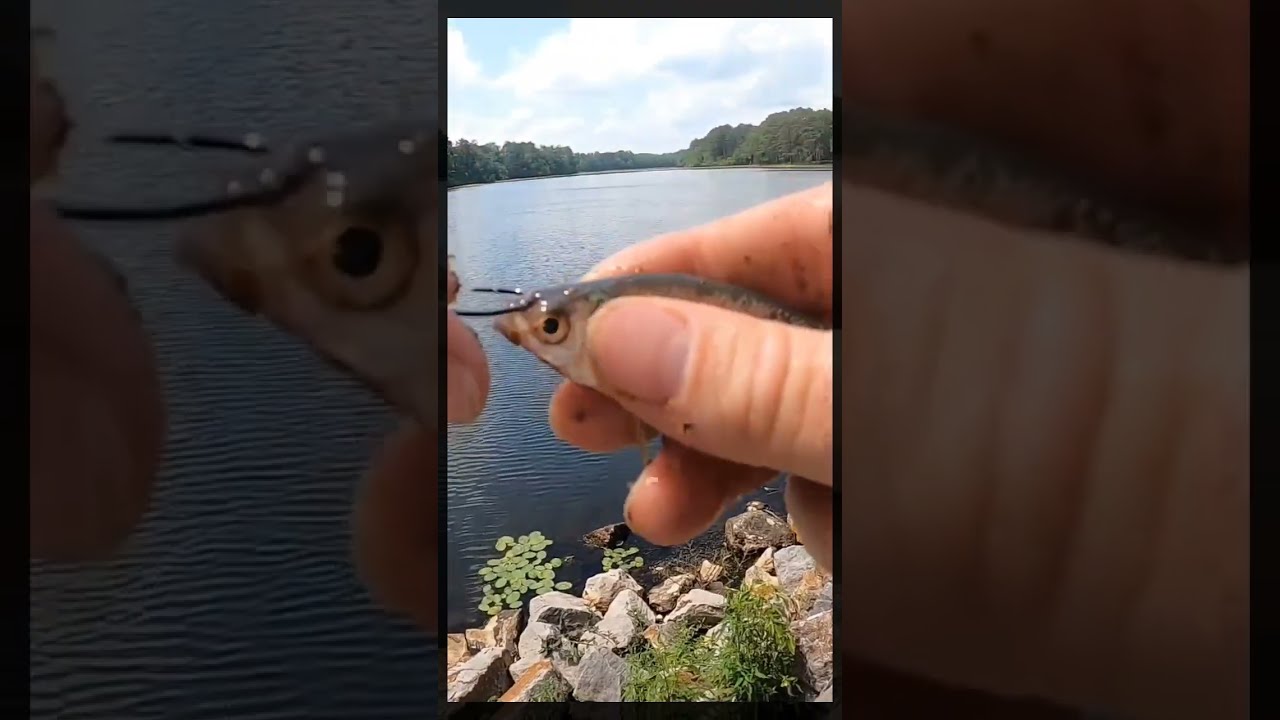 BEST Way To Hook A Live Minnow For Bait!!! #shorts